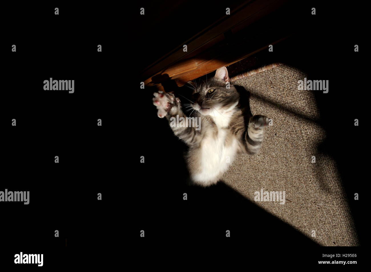 Melodramatische Katze Stockfoto