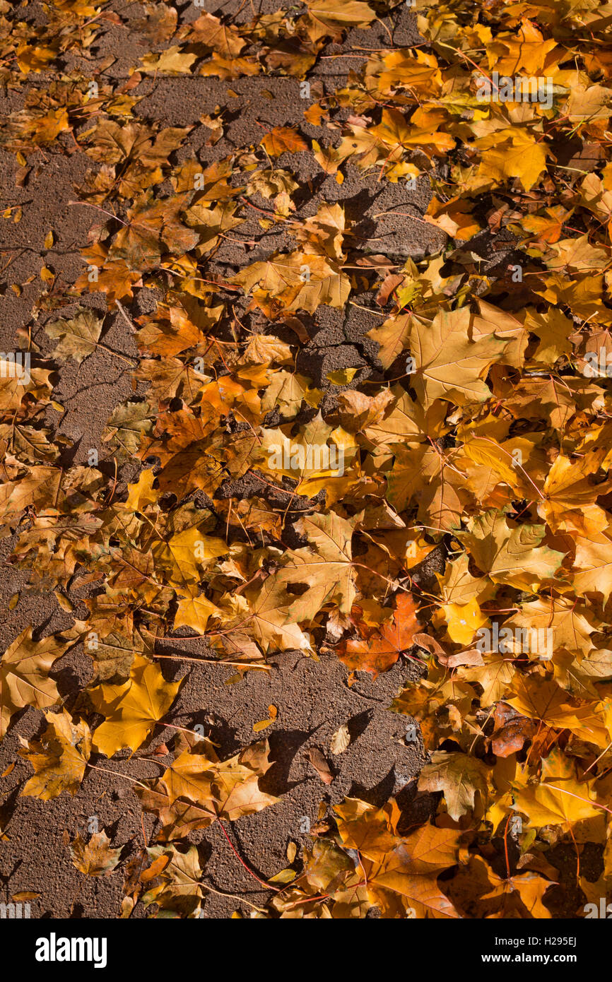 Schrägansicht der Blätter im Herbst auf Asphalt am Nachmittag Licht Stockfoto