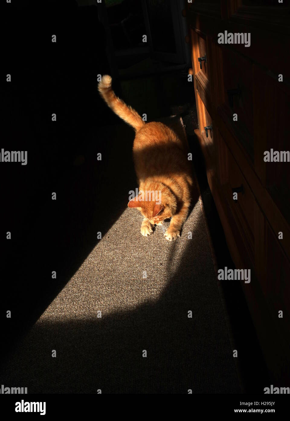 Ingwer Katze spielt mit Spielzeug-Maus Stockfoto
