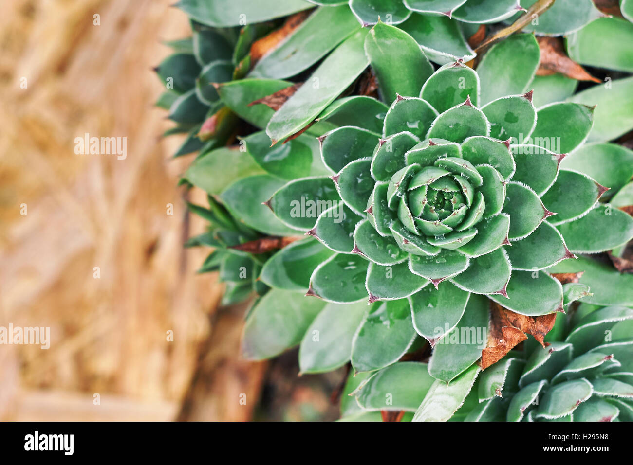 Nahaufnahme der Hauswurz (Sempervivum Tectorum) im Garten. Draufsicht mit Textfreiraum Stockfoto