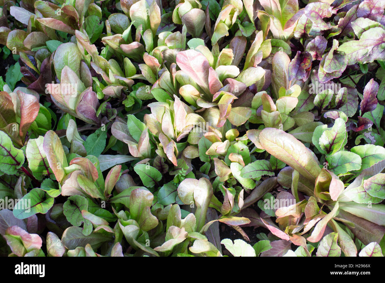 Großes Tablett mit einer Vielzahl von Kopfsalat bereit, in den Boden verpflanzt werden Stockfoto