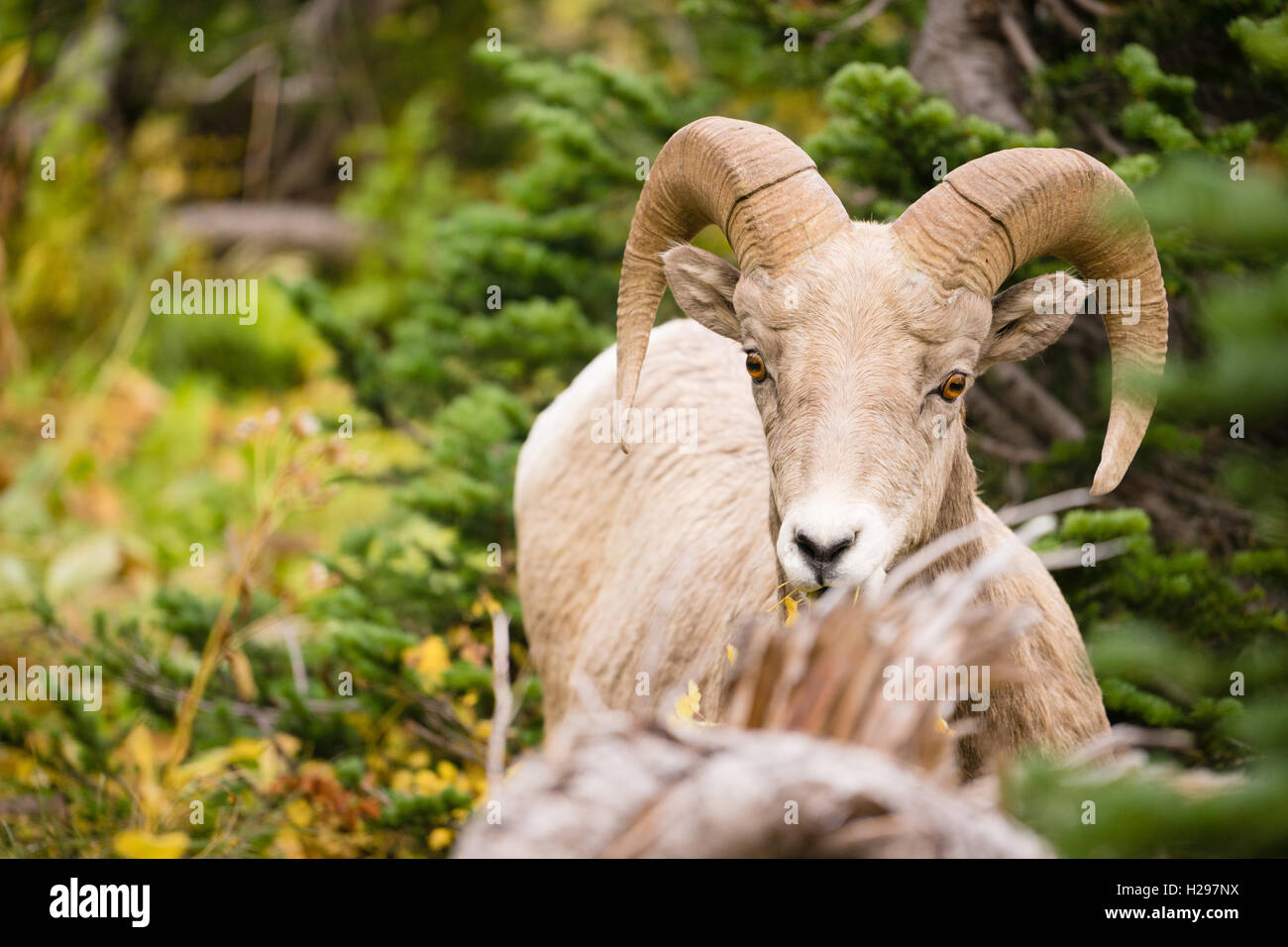 Gesunden männlichen Ram Bighorn Schafe wilde Tier Montana Wildlife Stockfoto