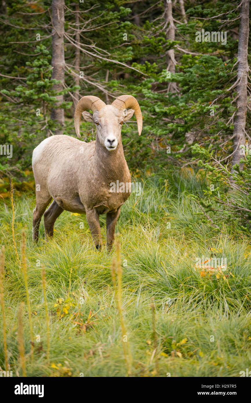 Gesunden männlichen Ram Bighorn Schafe wilde Tier Montana Wildlife Stockfoto