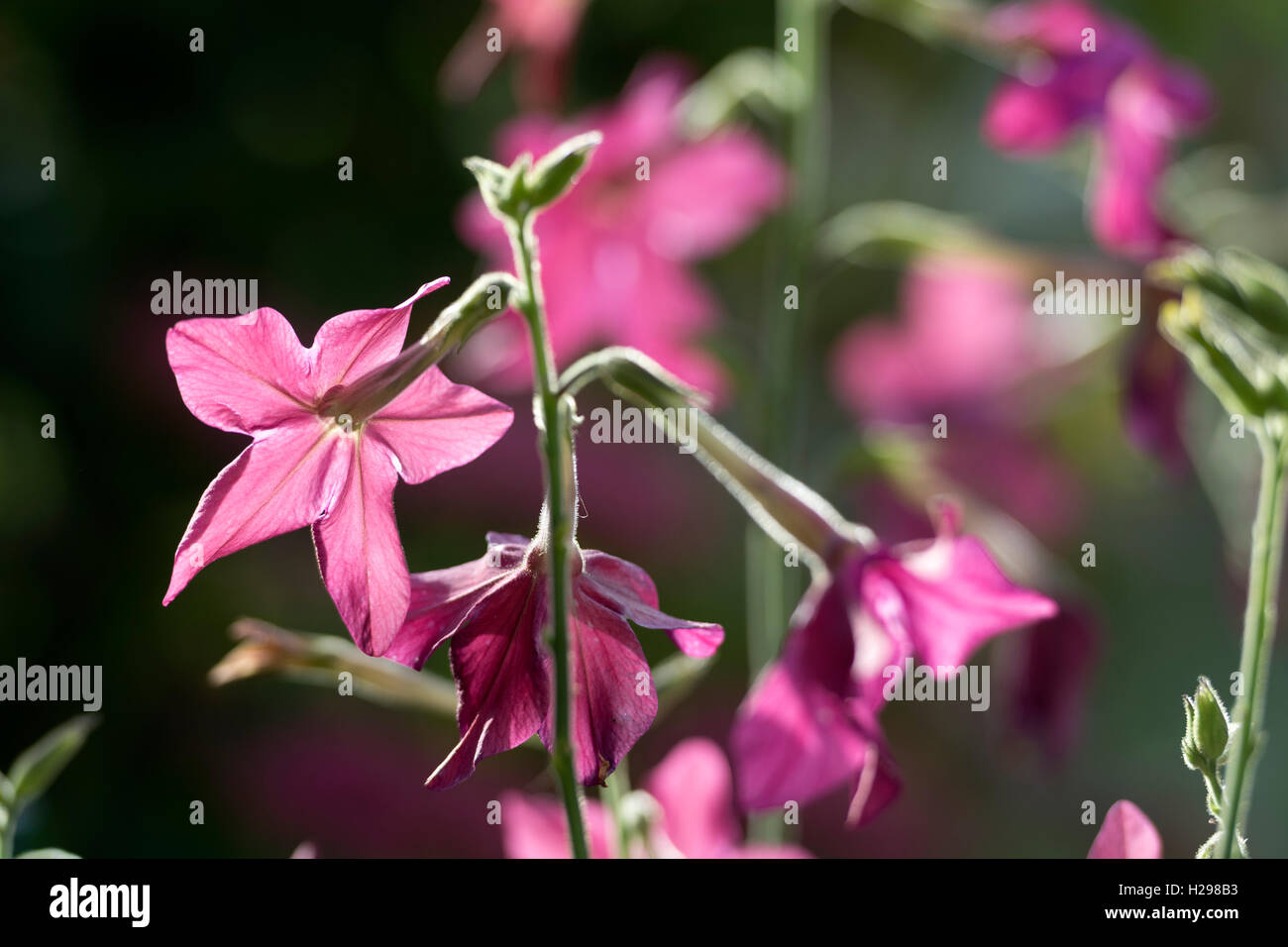 Nicotiana Blumen Stockfoto