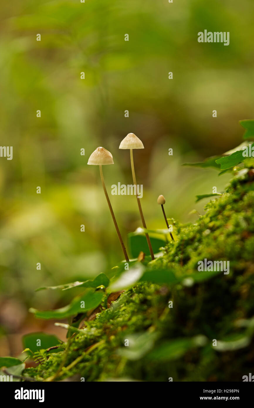 Pilze im Wald Stockfoto