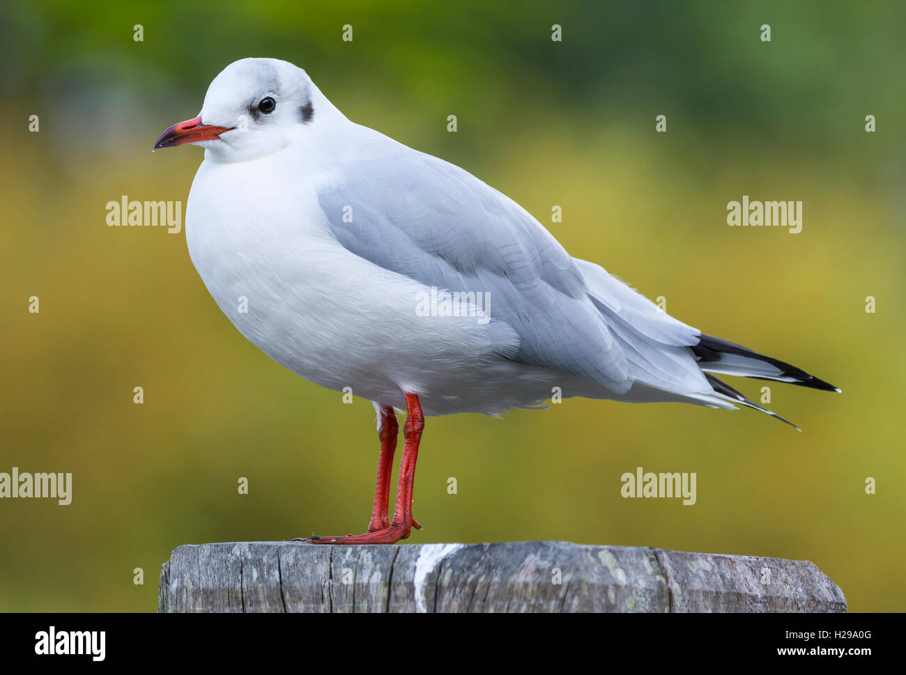 Schwarze Spitze Gull (Chroicocephalus Ridibundus) im Winterkleid thront auf einem Pfosten. Stockfoto