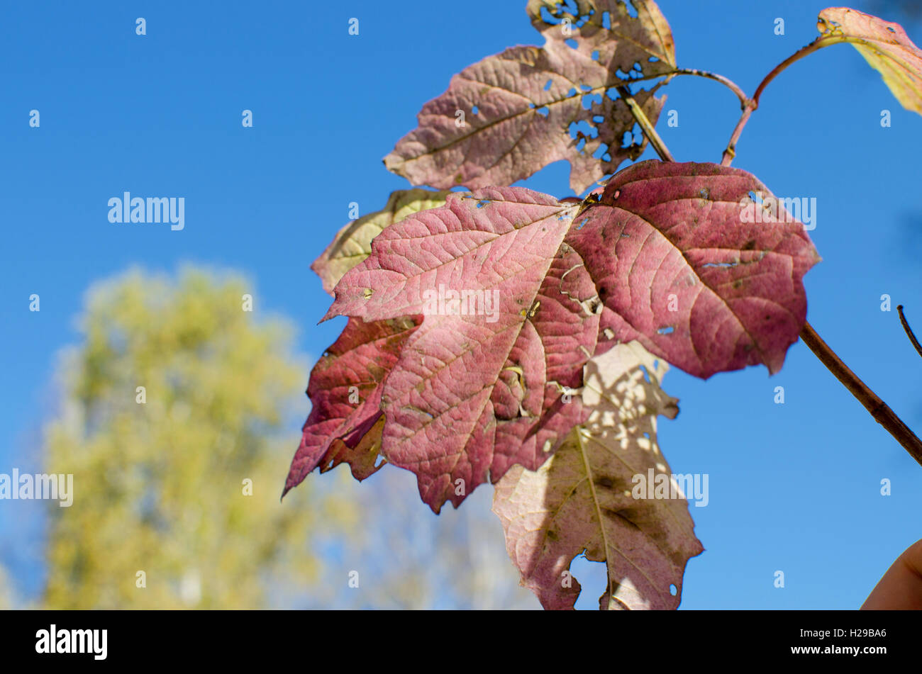 Rote Blätter im Herbst von einer Eberesche vor dem Hintergrund, rot, Herbst, Blätter, eine Saison, eine Landschaft, die Natur, Bäume Stockfoto