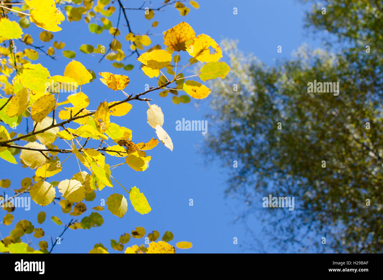 gelbe Blätter im Herbst gegen den Hintergrund der, Natur, Bäume, vor dem Hintergrund, schön, hell Stockfoto