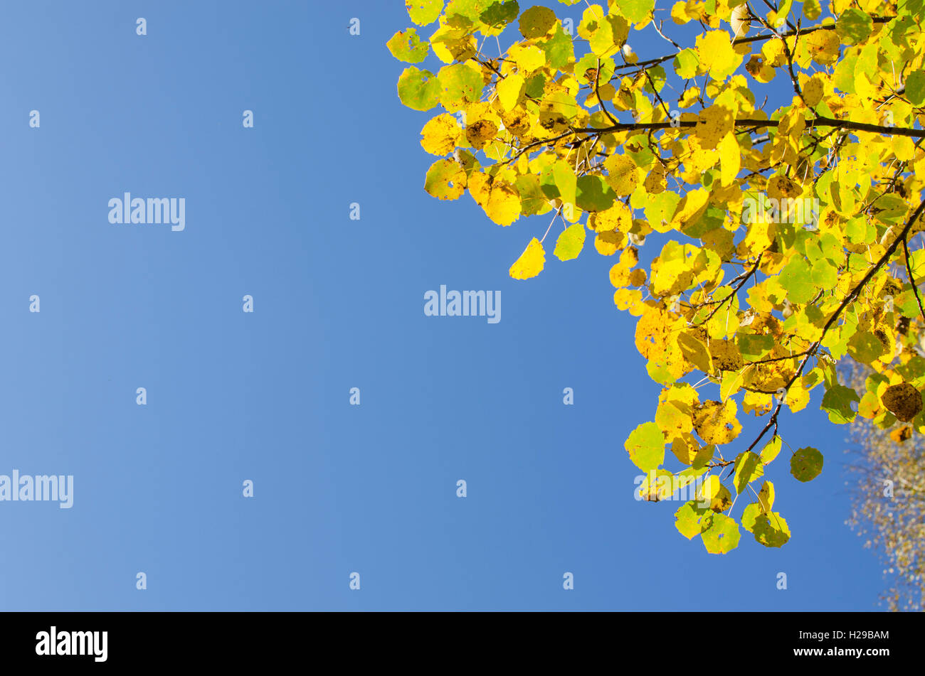 gelbe Blätter im Herbst gegen den Hintergrund der, Natur, Bäume, vor dem Hintergrund, schön, hell Stockfoto