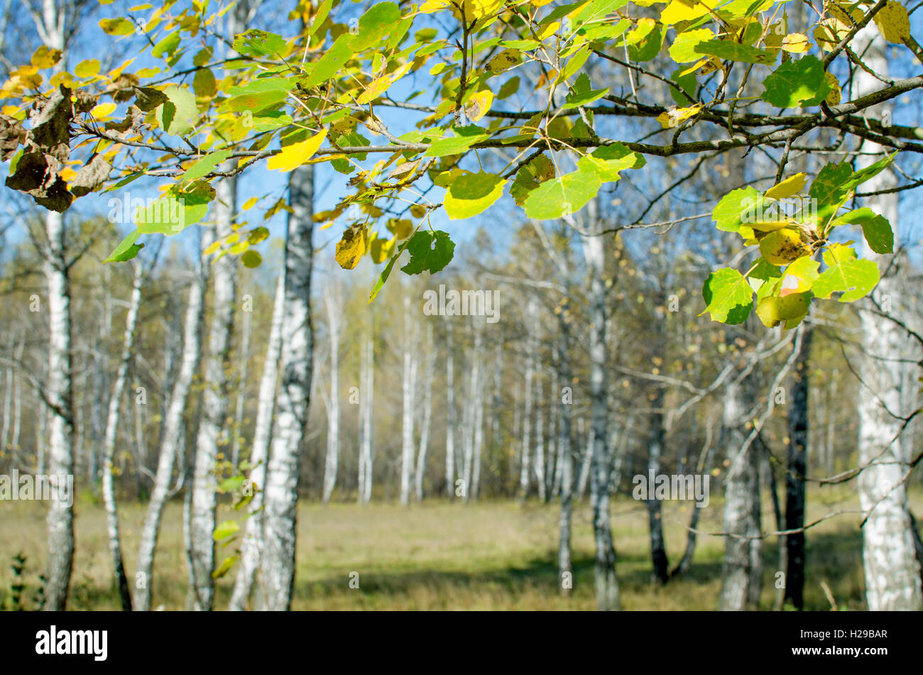 gelbe Blätter im Herbst gegen den Hintergrund der, Natur, Bäume, vor dem Hintergrund, schön, hell Stockfoto