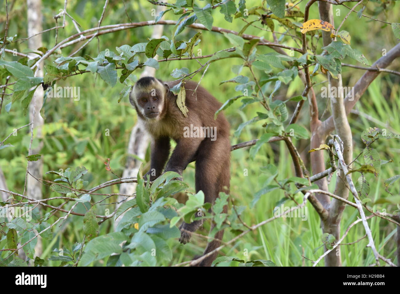 Affe, Fauna, Flora, Dschungel, Regenwald, Manu, Peru Stockfoto