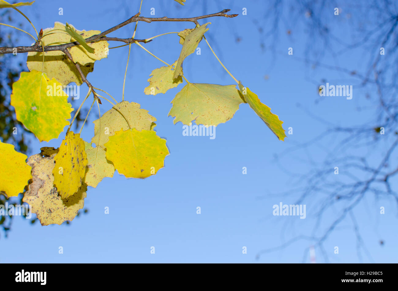 gelbes Herbstlaub vor dem Hintergrund der Stockfoto