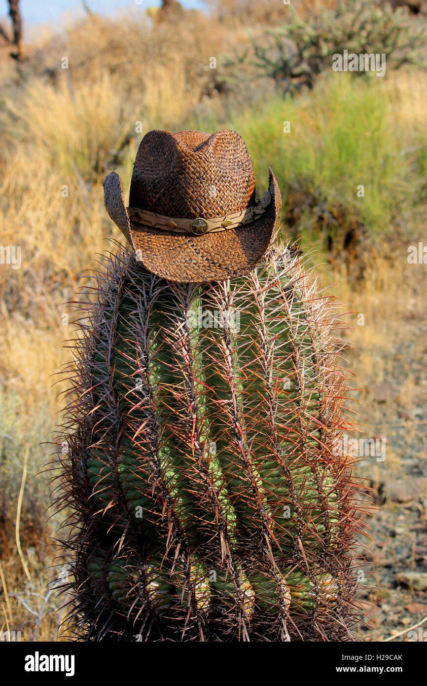 Cowboy Kaktus Stockfoto