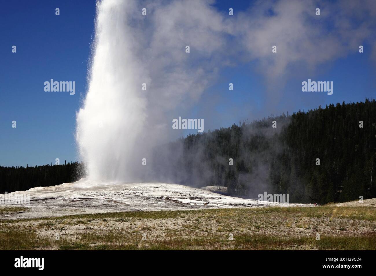 Ausbruch des Old Faithful Geysir, Yellowstone-Nationalpark Stockfoto