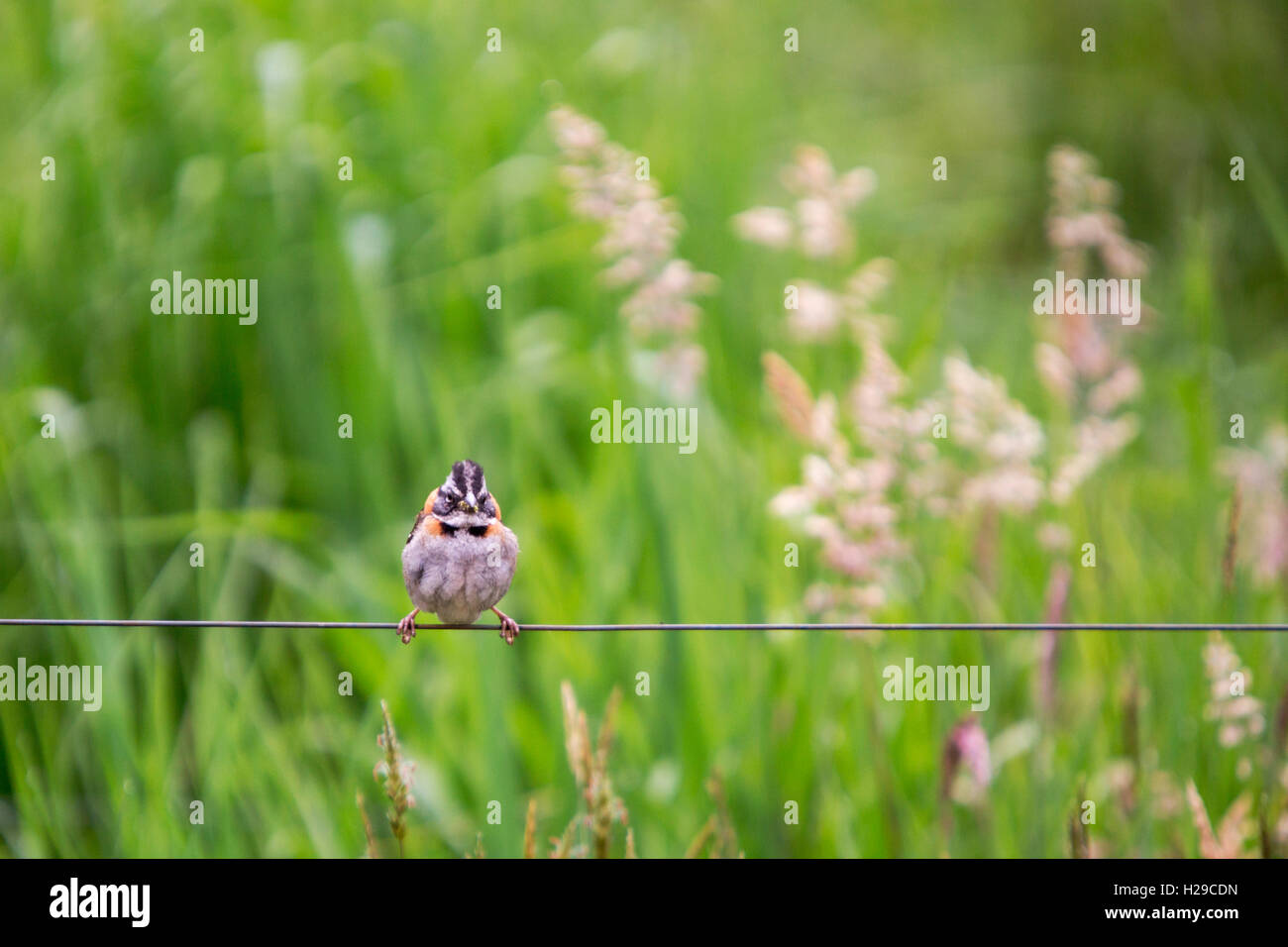 Rufous-collared Spatz, Ecuador Stockfoto