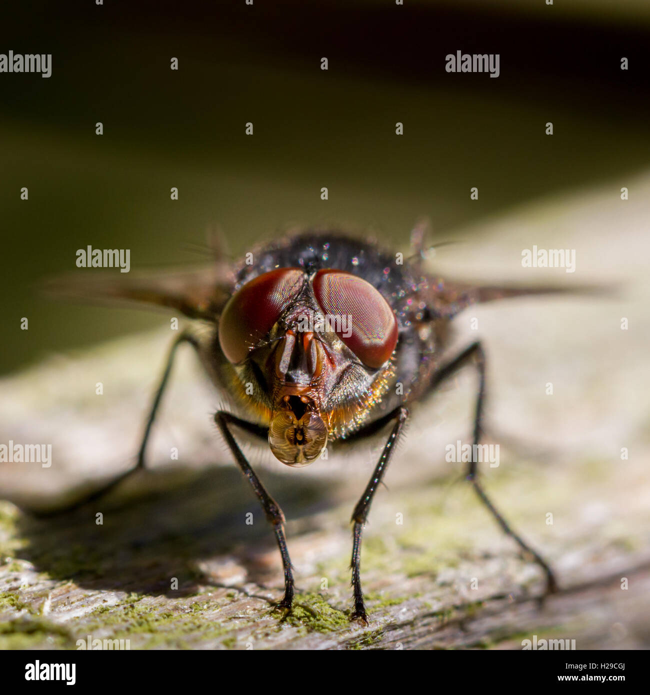 Caliphora Vomitoria, gemeinsame Zusammenarbeit fliegen in den Prozess der Seifenblase des Inhalts seines Magens.  Yorkshire, Großbritannien Stockfoto