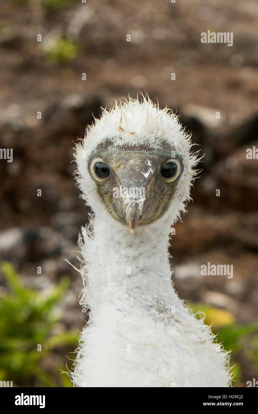 Baby booby Galapagos, Ecuador Stockfoto