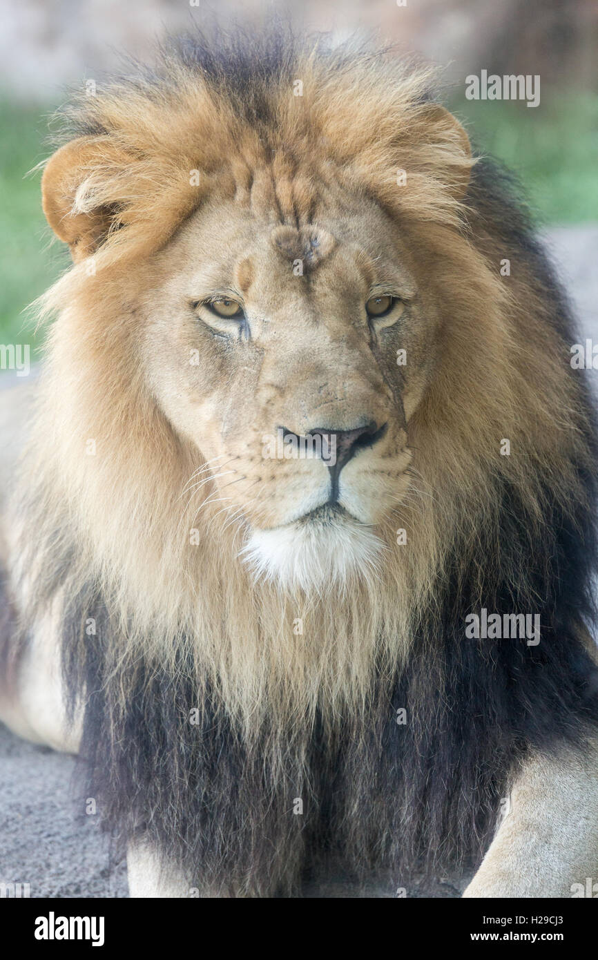 Eine Nahaufnahme Foto eines Löwen mit einer großen Mähne. Stockfoto