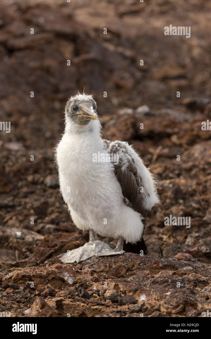 Baby booby Galapagos, Ecuador Stockfoto