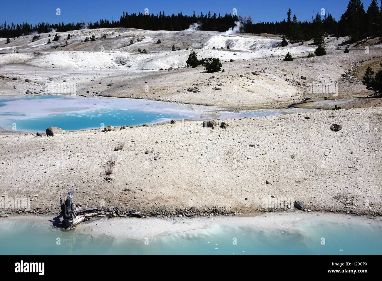 Blaue Wasser eines Pools mit Dampfdüsen in der Ferne, Porzellan-Becken, Norris Geyser Basin, Yellowstone-Nationalpark Stockfoto