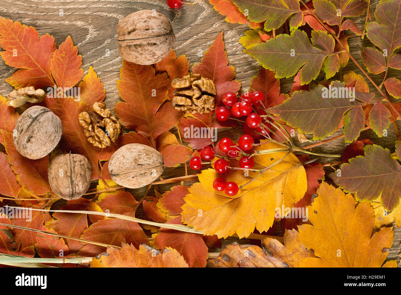 Herbstlaub auf Holz Hintergrund, Viburnum rote Beere und Nuss, Natur Saison Konzept und Objekt Stockfoto