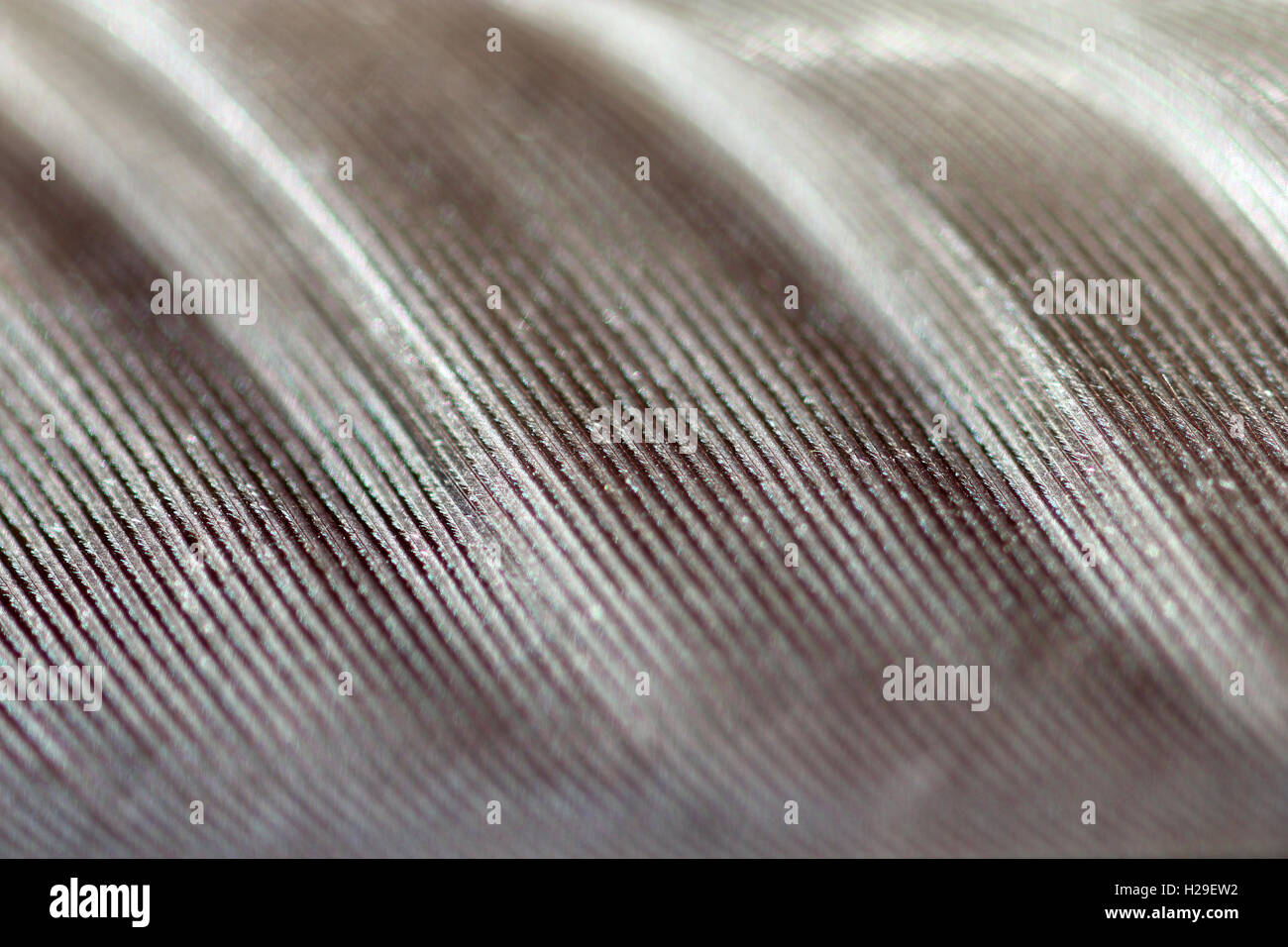 Makro-Elster-Feder Stockfoto