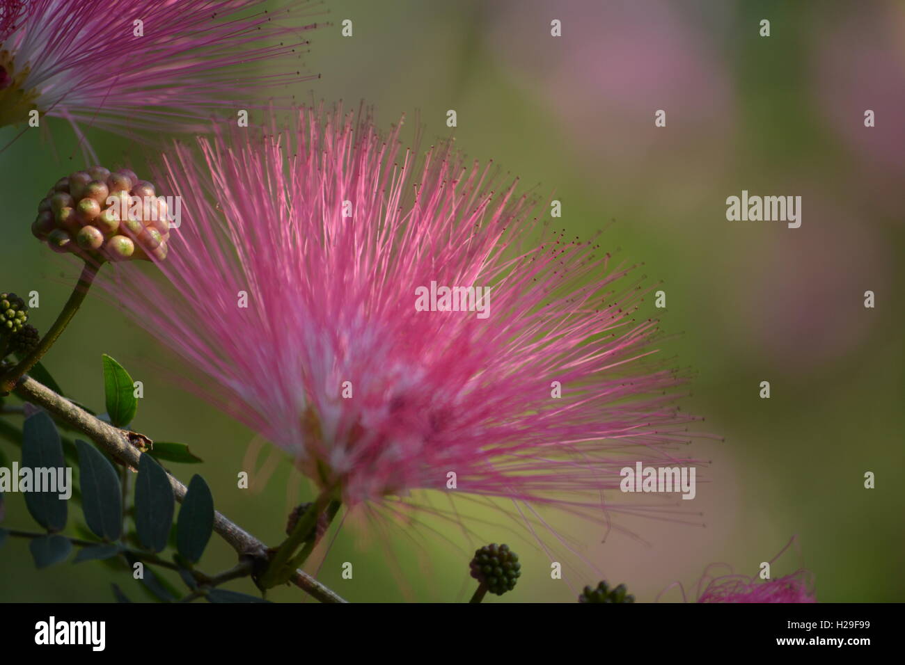 Rote Blume Nahaufnahme Stockfoto