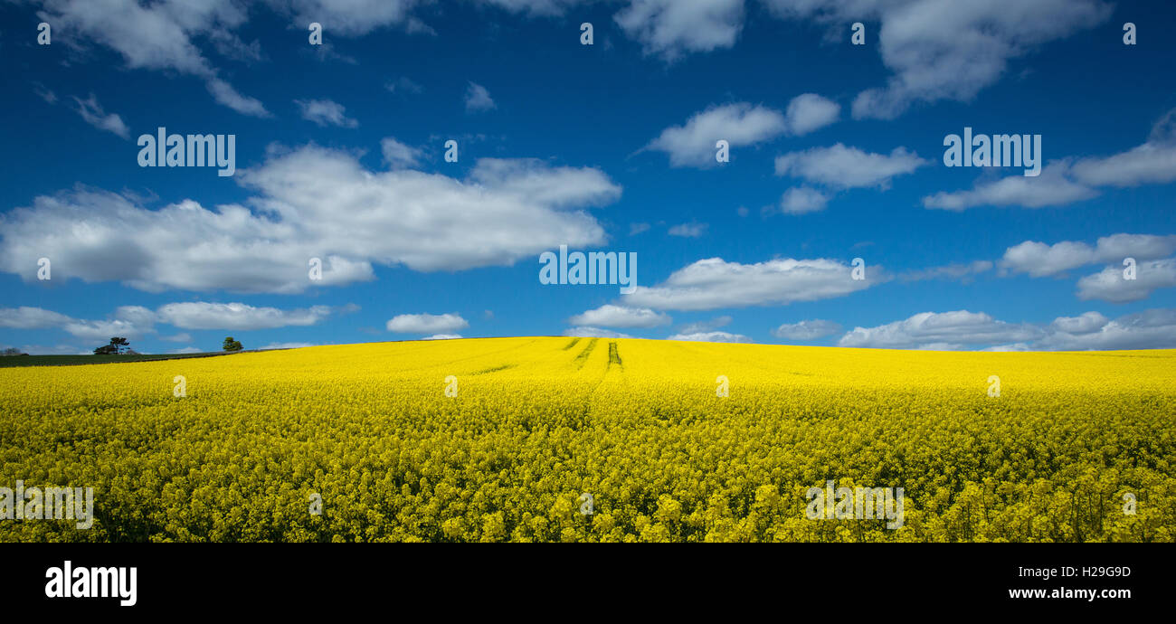 Ein Feld der Raps in voller Blüte im Sommer Stockfoto