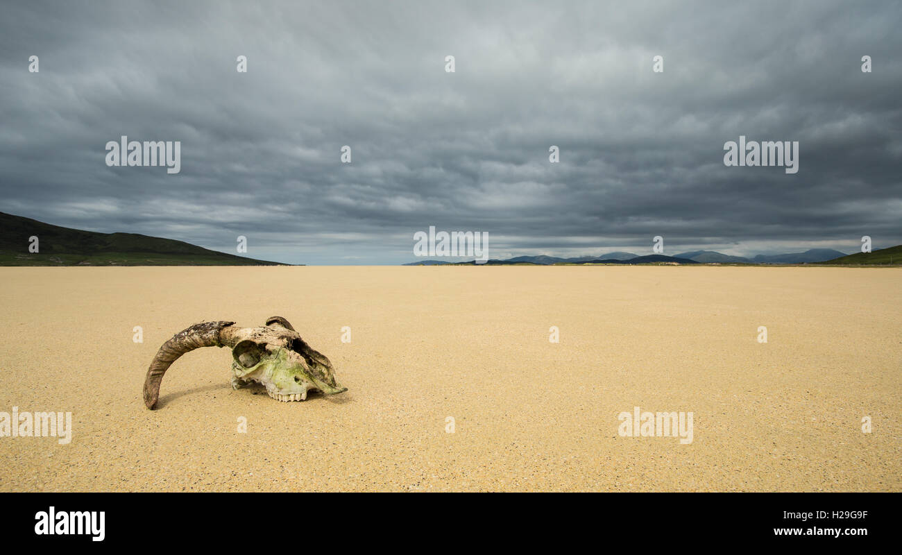 Schafe Schädel auf dem Sand Northton Strand, Isle of Harris, Äußere Hebriden, Schottland Stockfoto