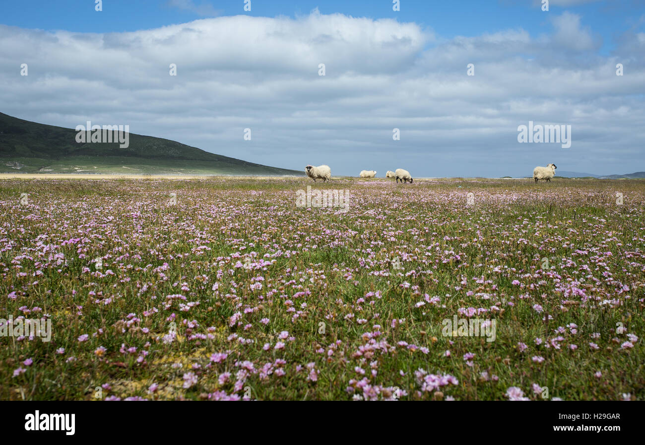 Schafe auf der flachen Machair an Northton auf der Isle of Harris, Äußere Hebriden, Schottland Stockfoto