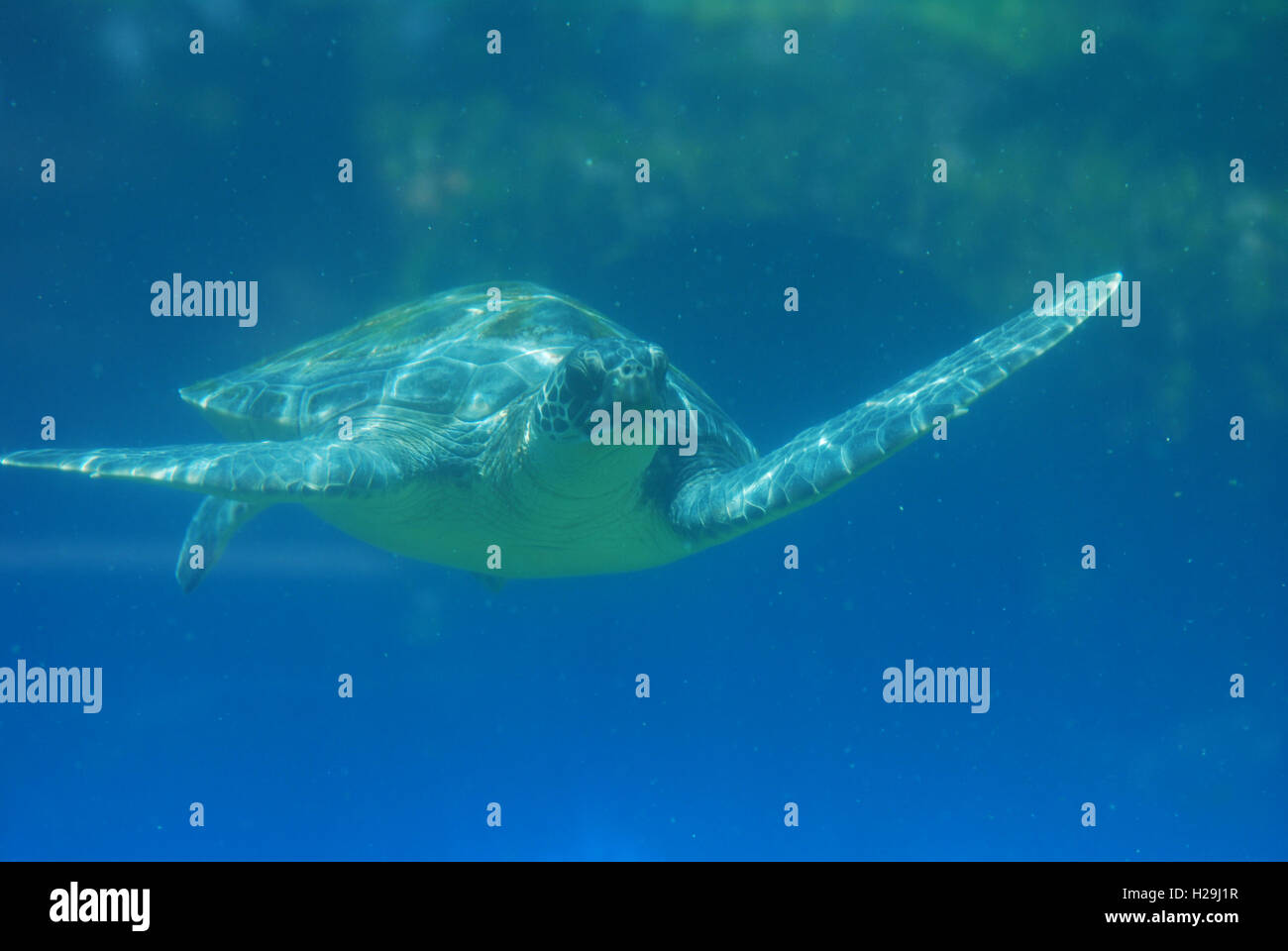 Meeresschildkröten schwimmen entlang unter der Oberfläche des Wassers. Stockfoto