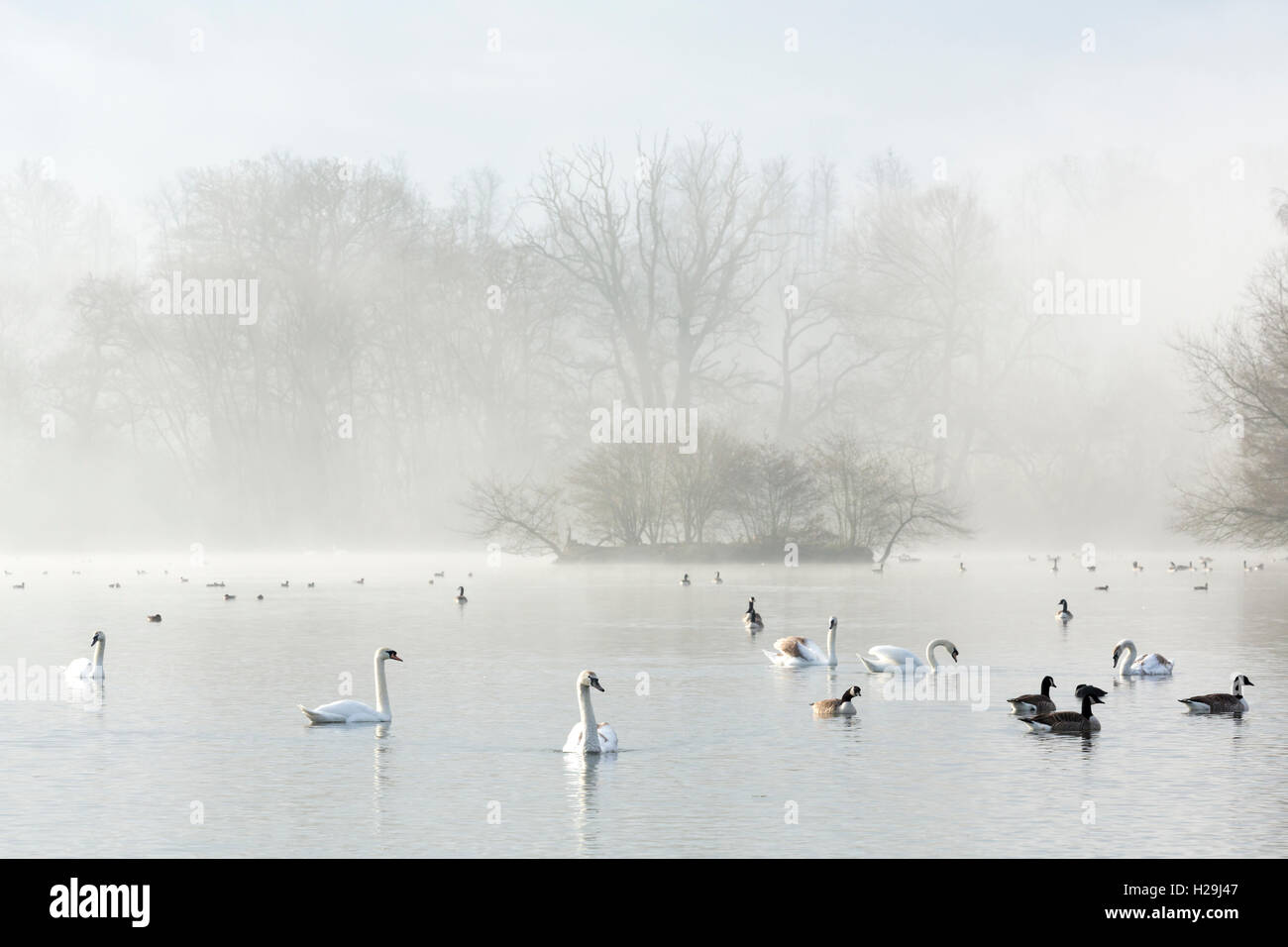 Ein nebliger Sonnenaufgang über dem großen See auf der Castle Howard Estate, North Yorkshire, 22. März 2016. Stockfoto