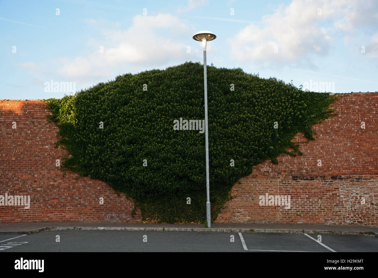 Kletterpflanze an strukturierten Wand mit Laternenpfahl. Stockfoto