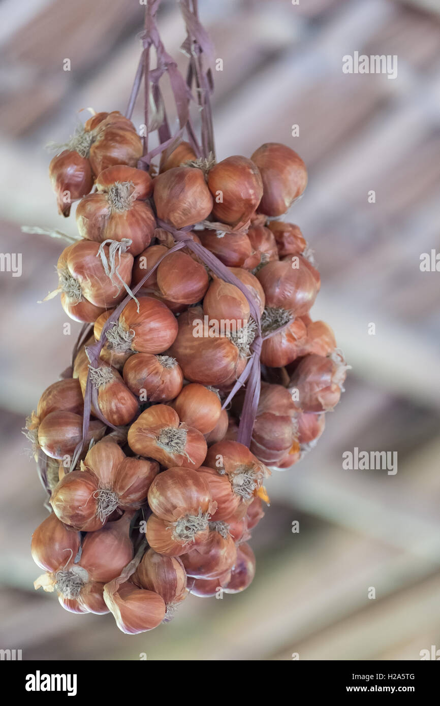 Schalotten, hängen vom Dach Stockfoto