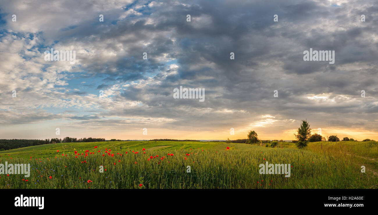 Grünes Weizenfeld mit Blumen rote Mohnblumen unter einem wunderschönen Sonnenuntergang Stockfoto