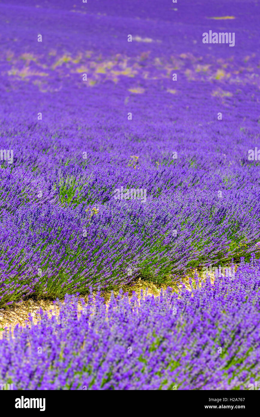 Lavendelfeld, Provence, Südfrankreich, Sommer Stockfoto