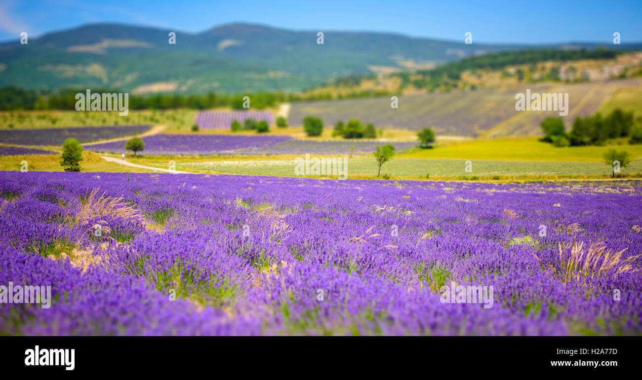 Lavendelfeld, Provence, Südfrankreich, Sommer Stockfoto
