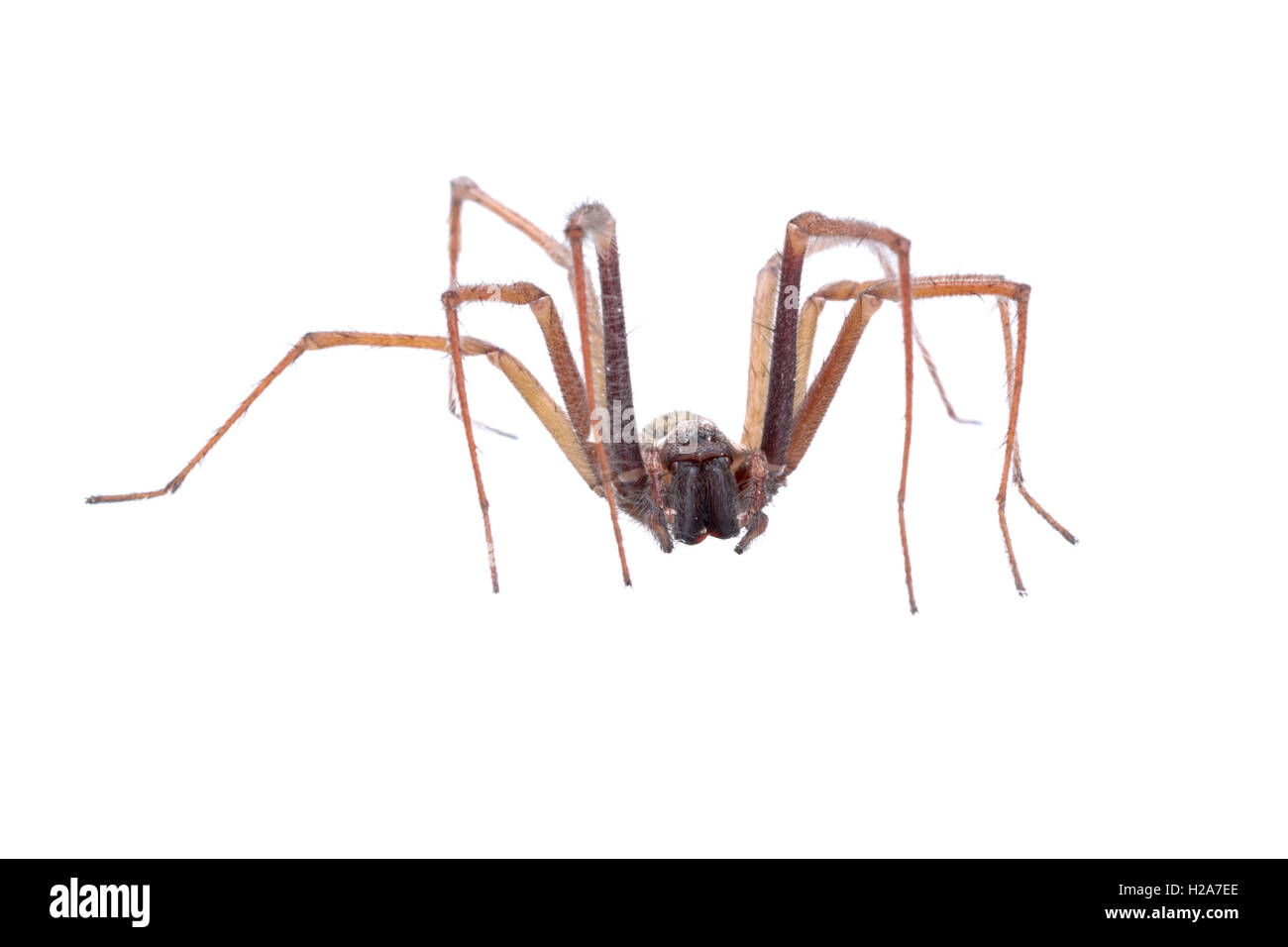 Braune Spinne isoliert auf weißem Hintergrund Stockfoto