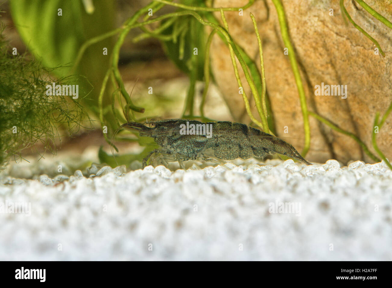 Graue Süßwasser Garnelen Closeup erschossen im Aquarium (Gattung Neocaridina) Stockfoto