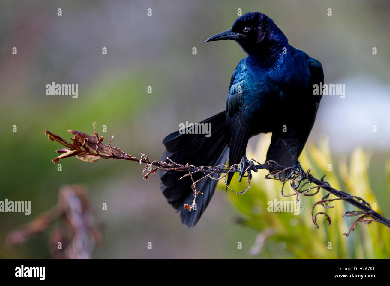Auffällig ist ein Boat-Tailed Grackle thront auf einem getrockneten Wedel mit samtig schillern gegen Feuchtgebiet grün- und Gelbtöne. Stockfoto