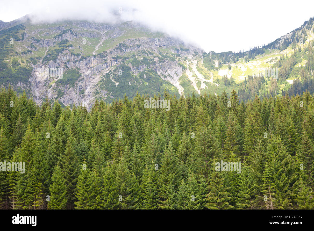 Grüne Bäume mit schönen Bergen in der Nähe von Berwang, Tirol, Österreich Stockfoto