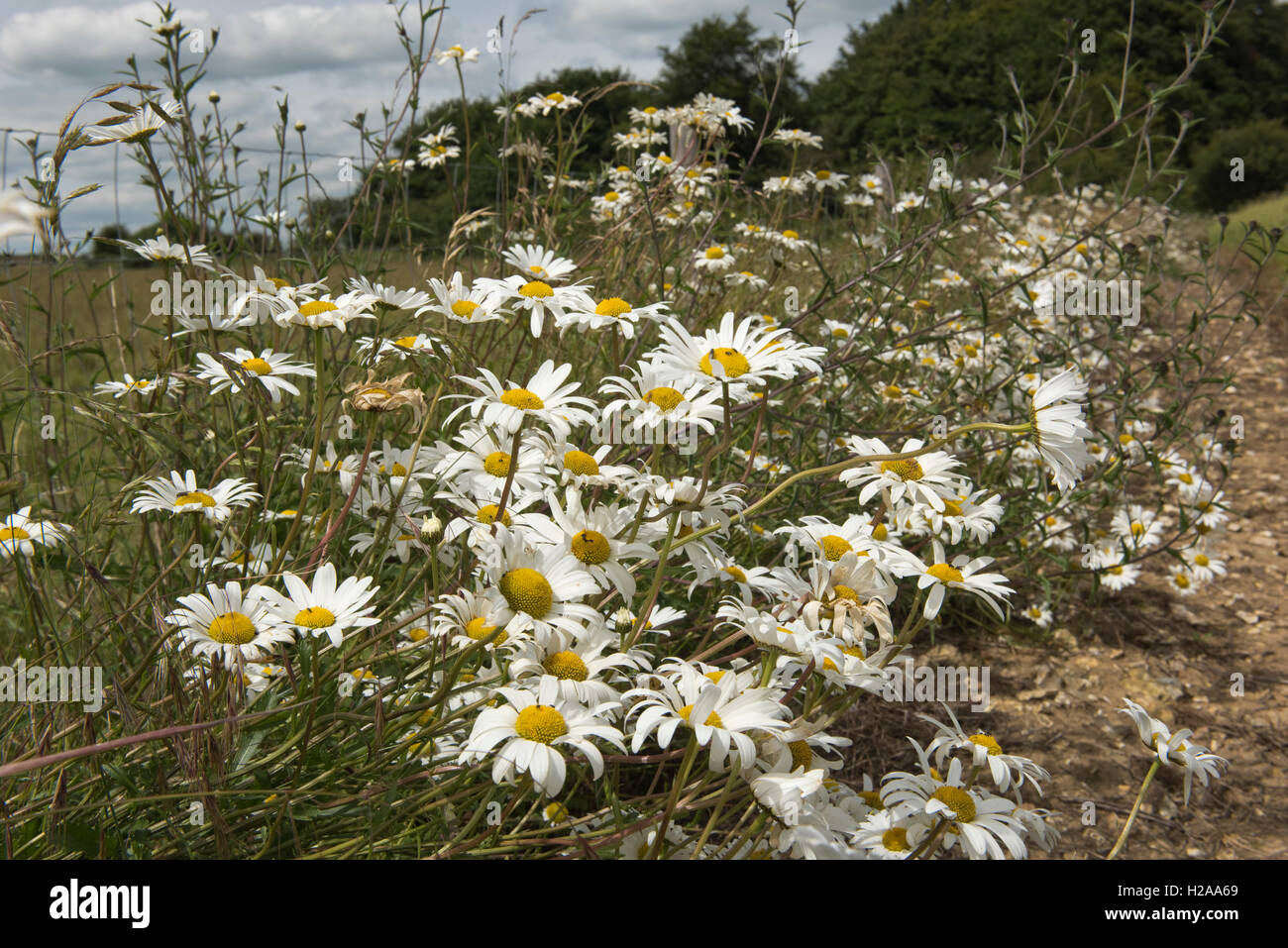 Ochsen-Auge Gänseblümchen, Leucanthemum Vulgare, blühen entlang eines Zaunes, Berkshire, Juli Stockfoto