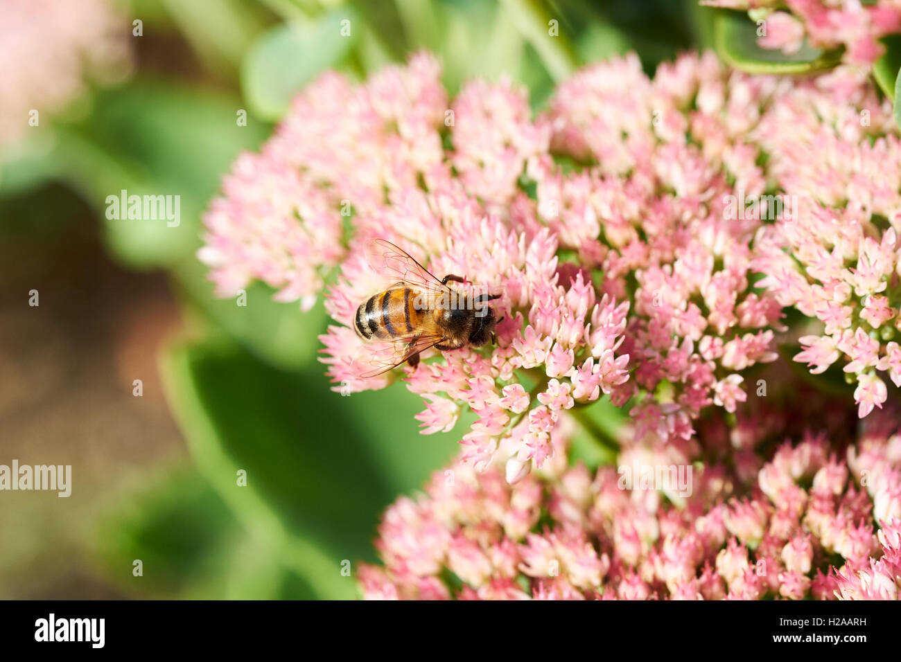 Honigbiene (Apis mellifera) Pollen sammeln ab Sommer Garten Blumen. Stockfoto