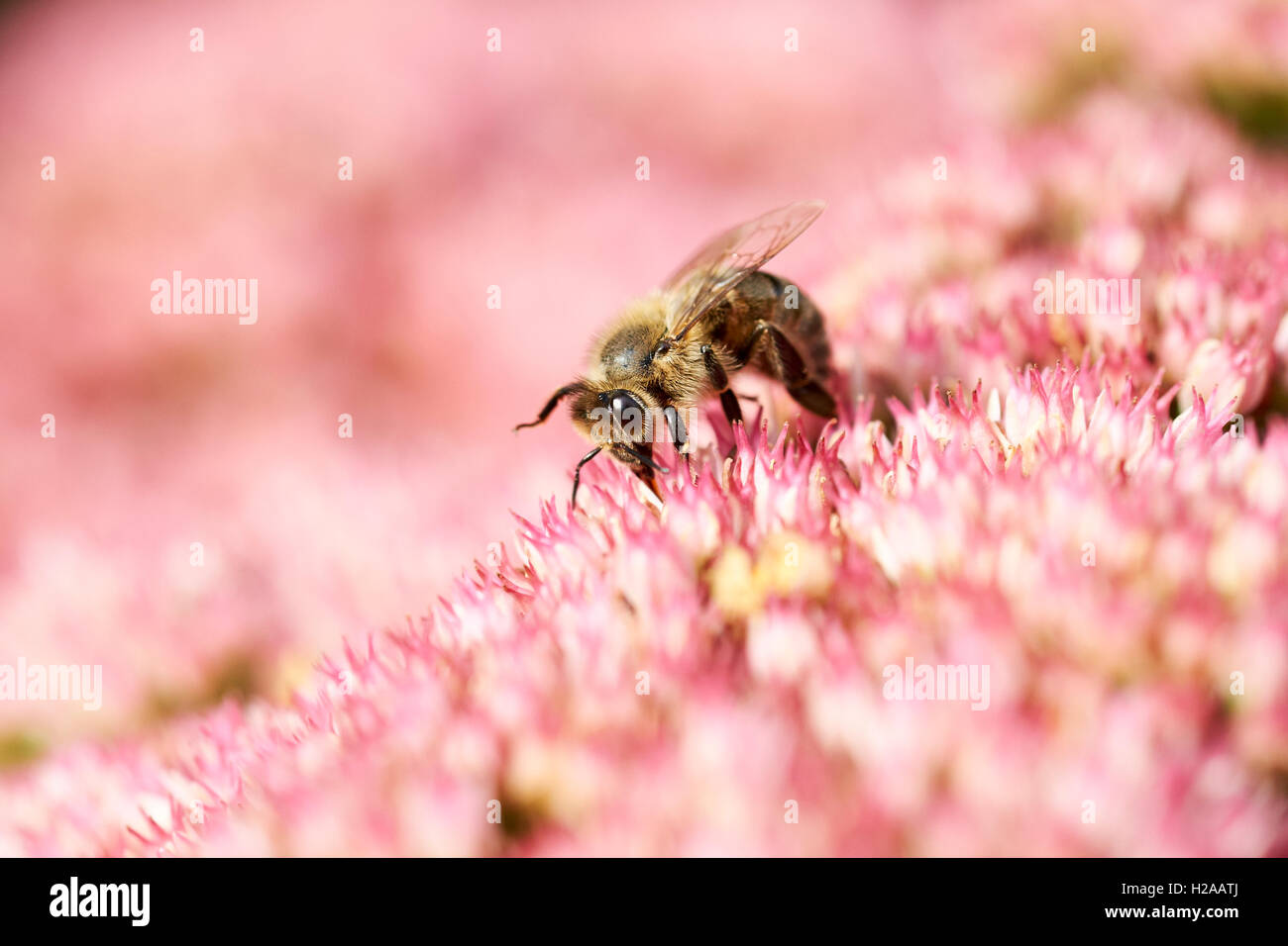 Honigbiene (Apis mellifera) Pollen sammeln ab Sommer Garten Blumen. Stockfoto