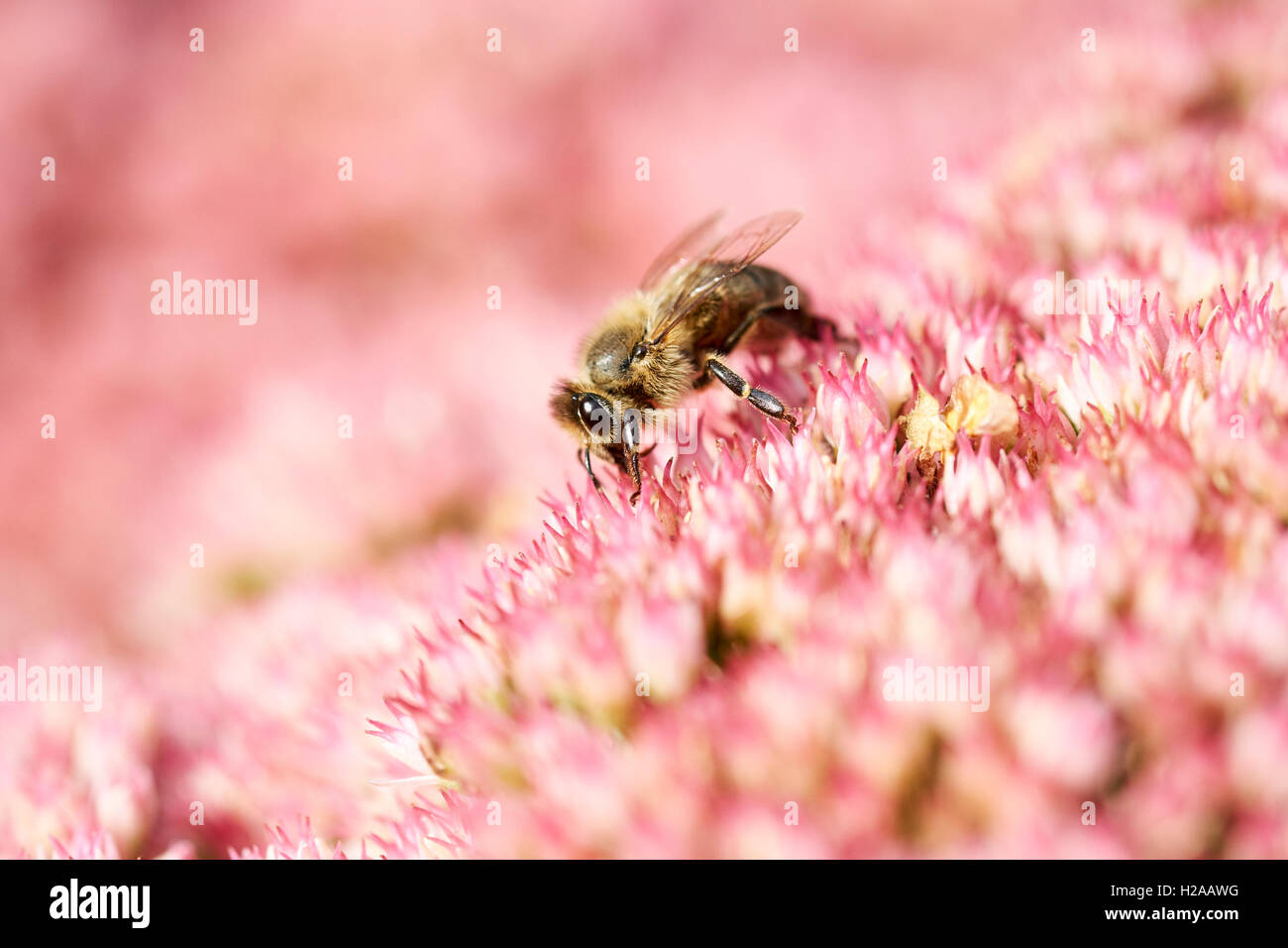 Honig Biene (Apis Mellifera) sammeln Pollen von Gartenblumen. Stockfoto