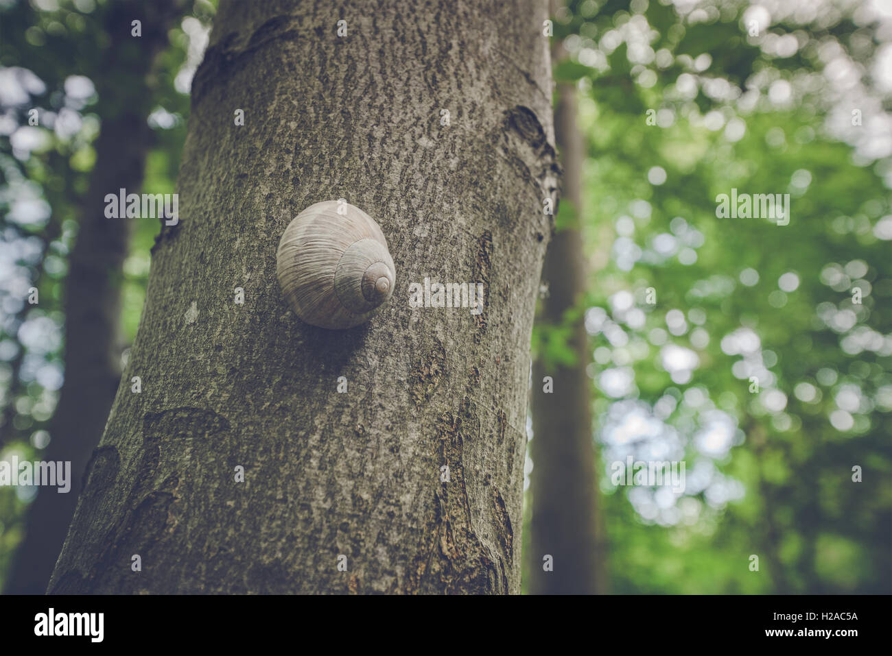 Schnecken Schnecke auf einem Baum in einem grünen Wald Stockfoto