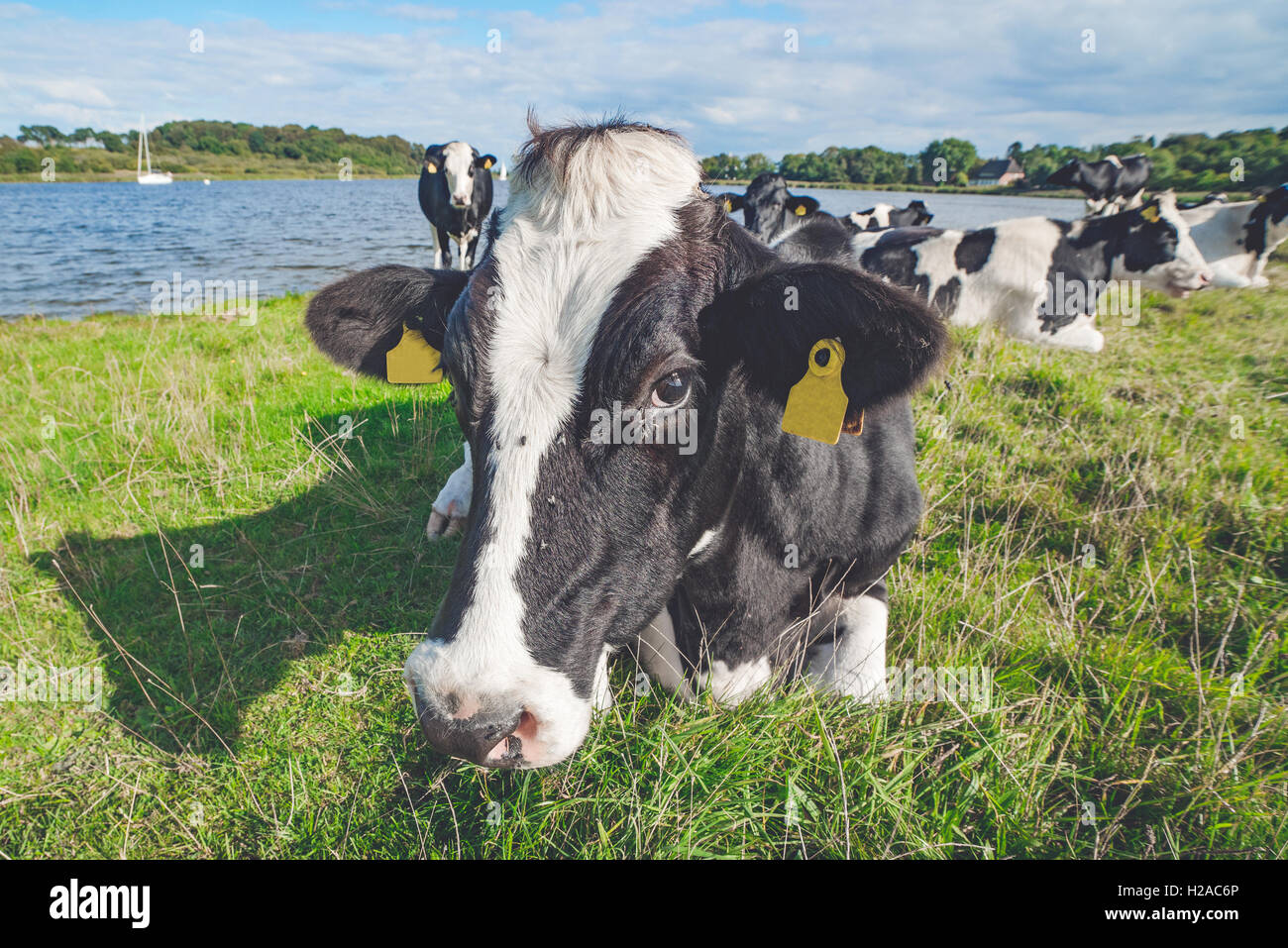 Kuh liegend in der grüne Rasen in der Nähe von einem See Stockfoto