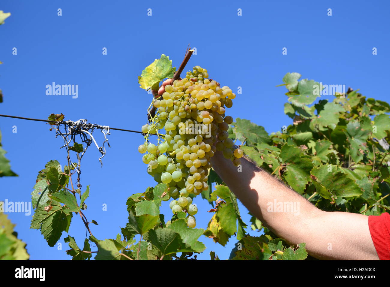 weiße Trauben Trophäe Stockfoto