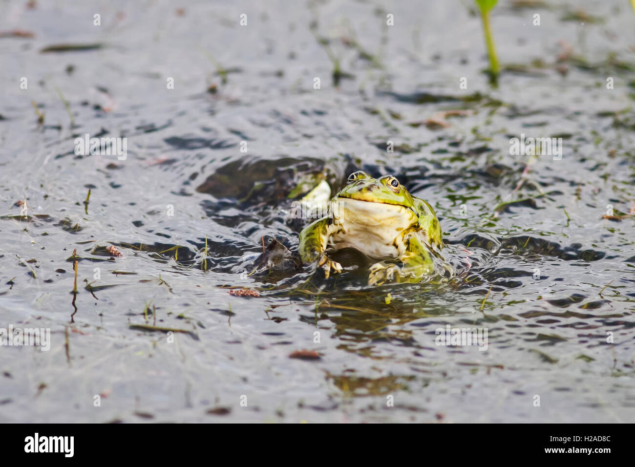 lustiger grüner Frosch springt aus dem Wasser Stockfotografie Alamy