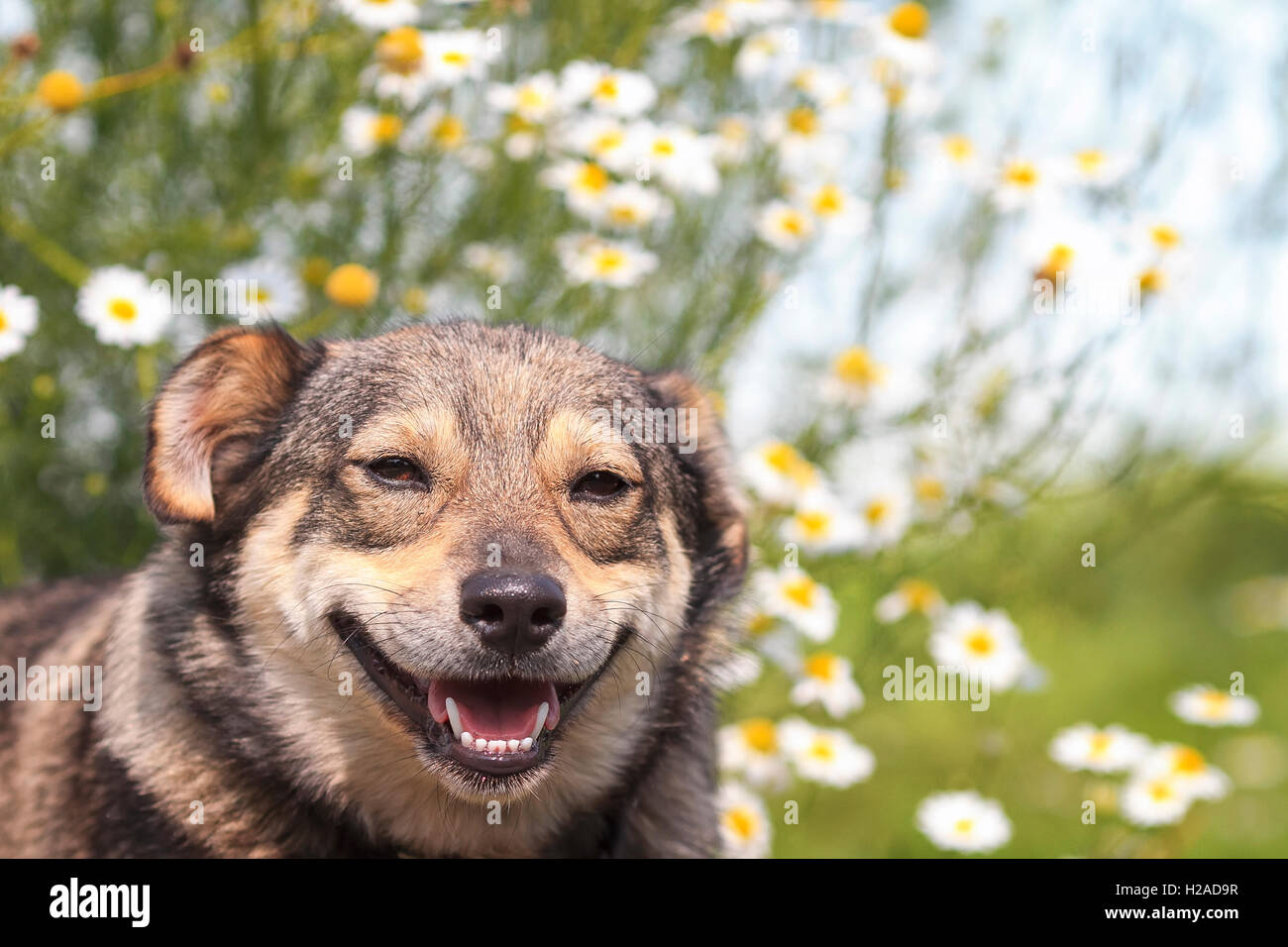 lustiger Hund mit lächelnden Gesicht und offenem Mund vor dem Hintergrund der Gänseblümchen Stockfoto